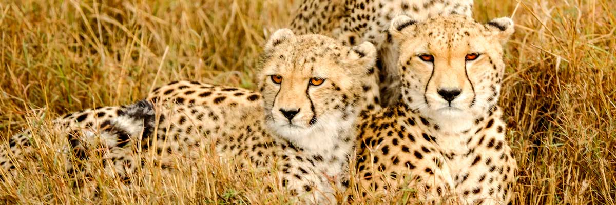 Akagera Big Five Safari — photo 3