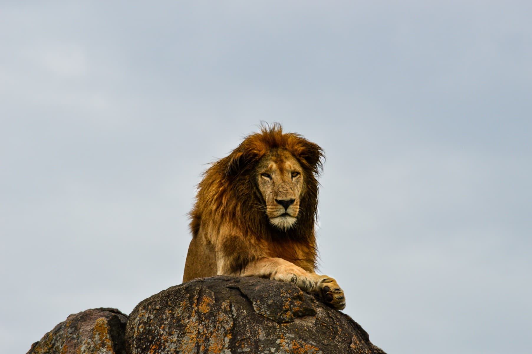 Akagera Big Five Safari — photo 1