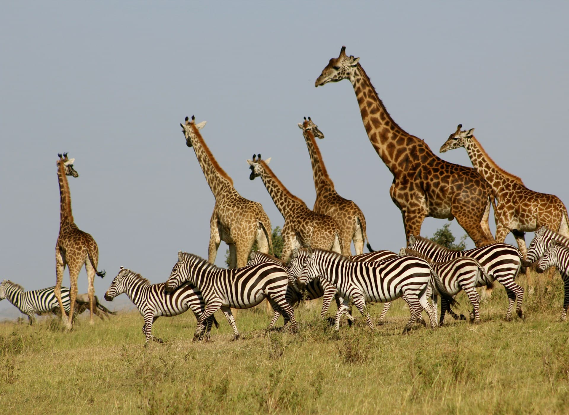 Akagera Big Five Safari