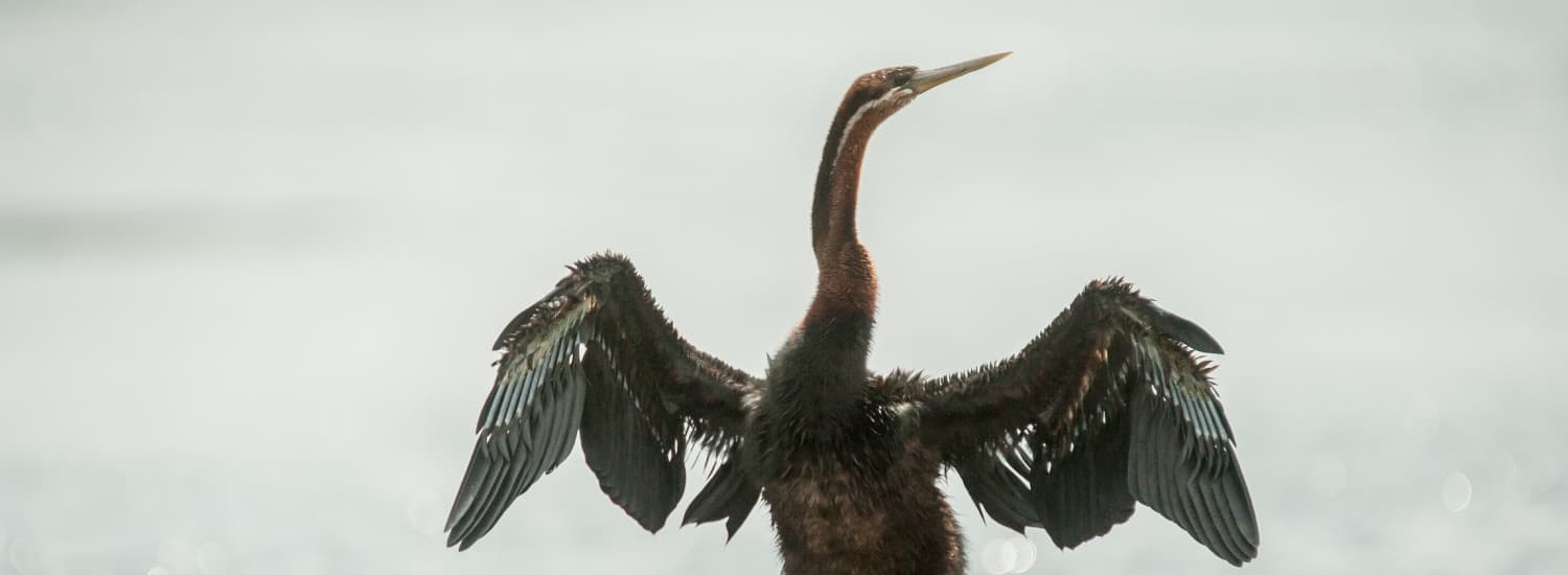 Bird Paradise