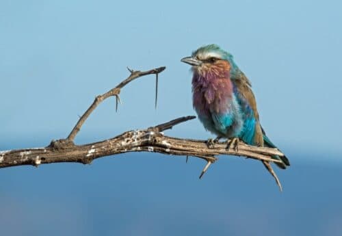 Colourful bird species of Uganda