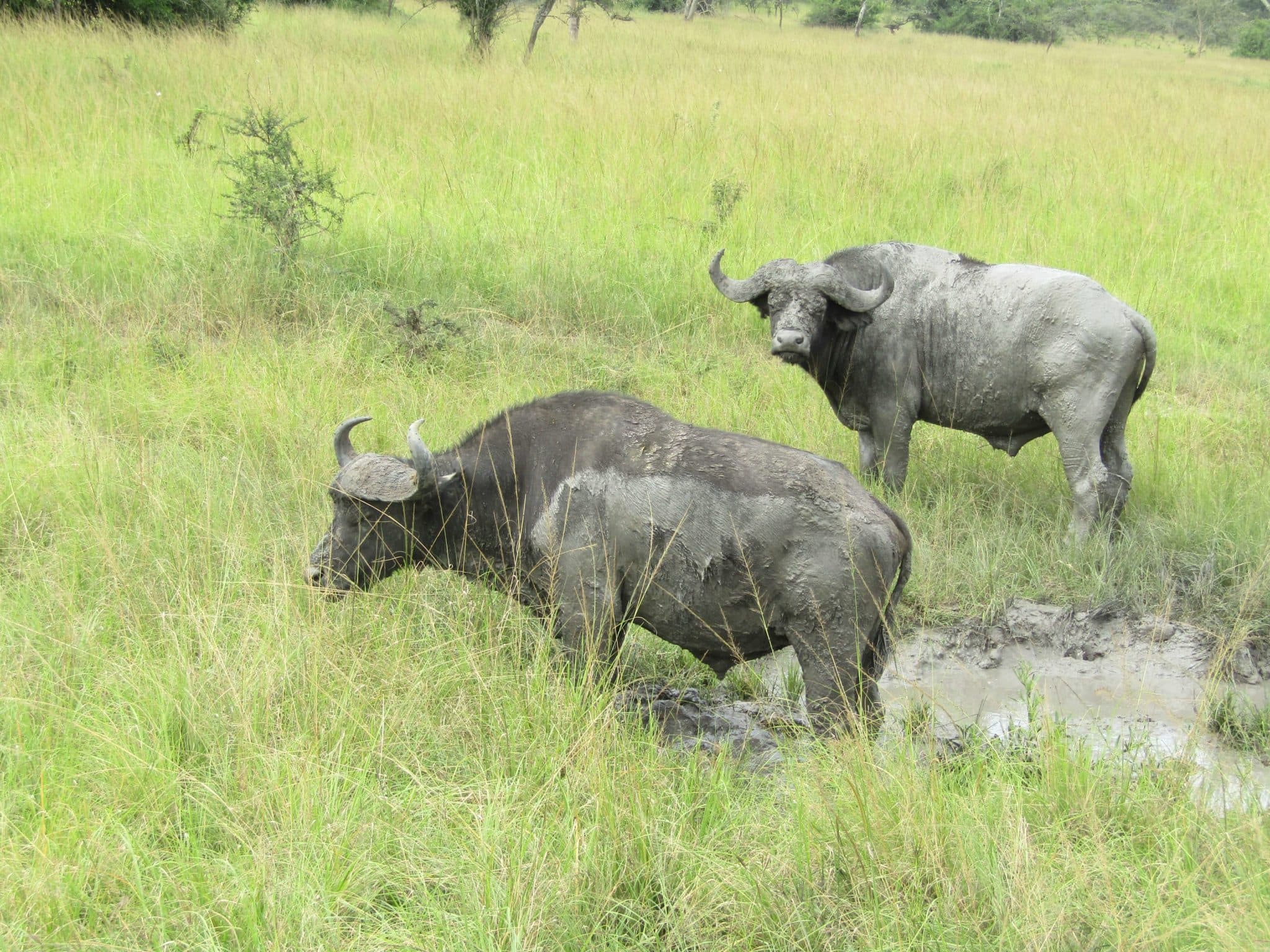 Murchison Falls Adventure