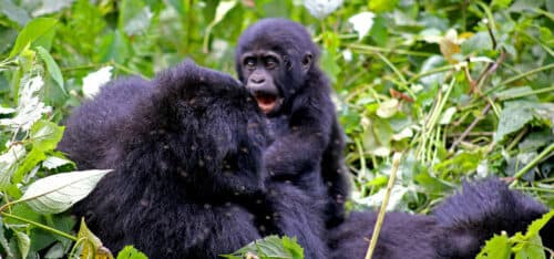 5 Days Luxury 2 Times Gorilla Flying Tour