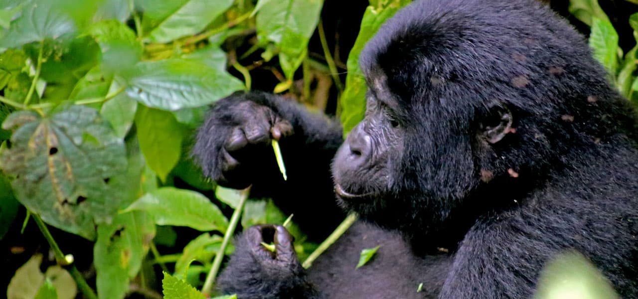 3 Days Luxury Gorilla Safari