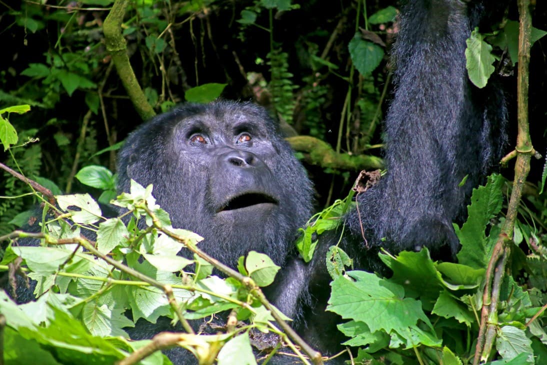 Gorilla Trekking in Rwanda Luxury