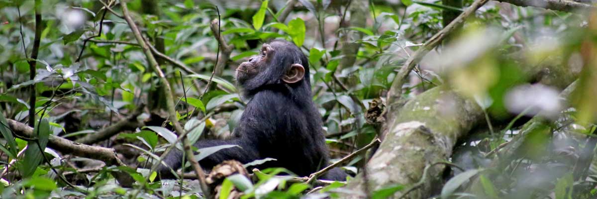 Uganda Chimpanzee & Gorilla Trekking Safari