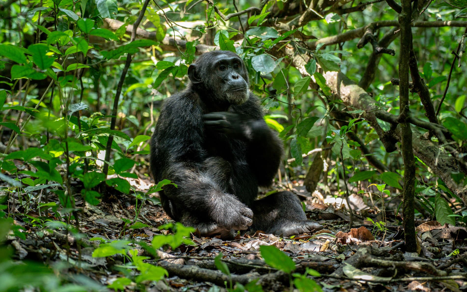 Nyungwe Forest National Park Luxury
