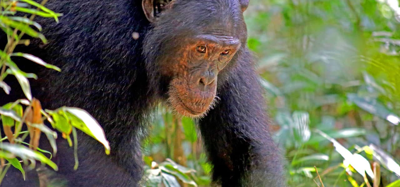 2 Days Gorilla Safari Rwanda