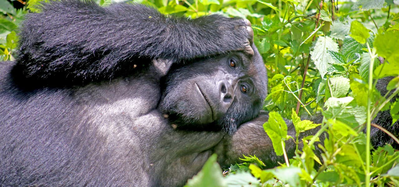 1 Day Rwanda Gorilla Trek