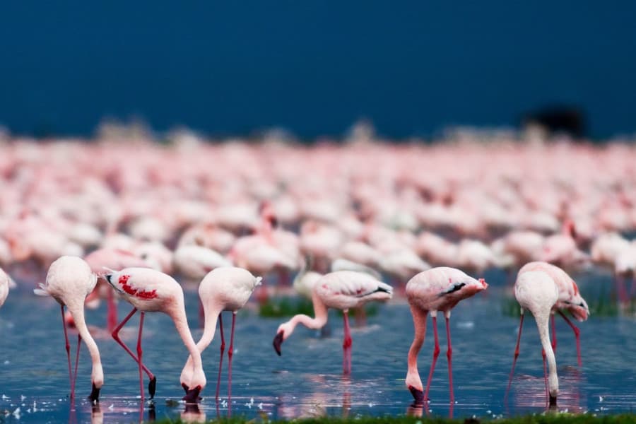 Kenya