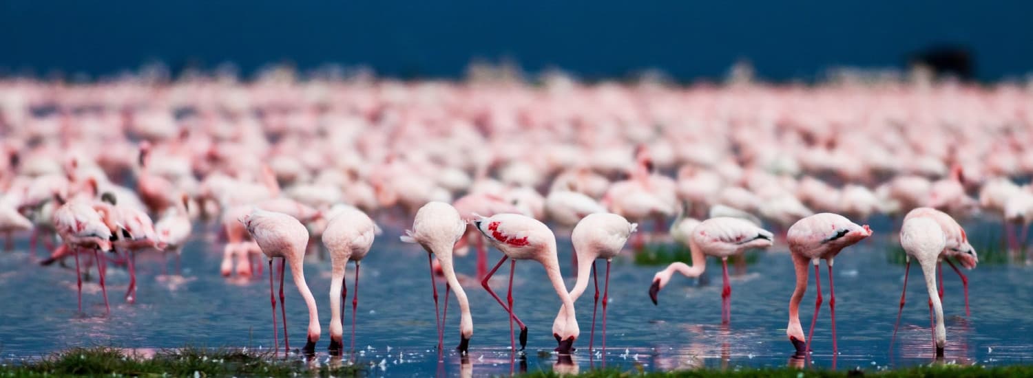 East Africa Tours