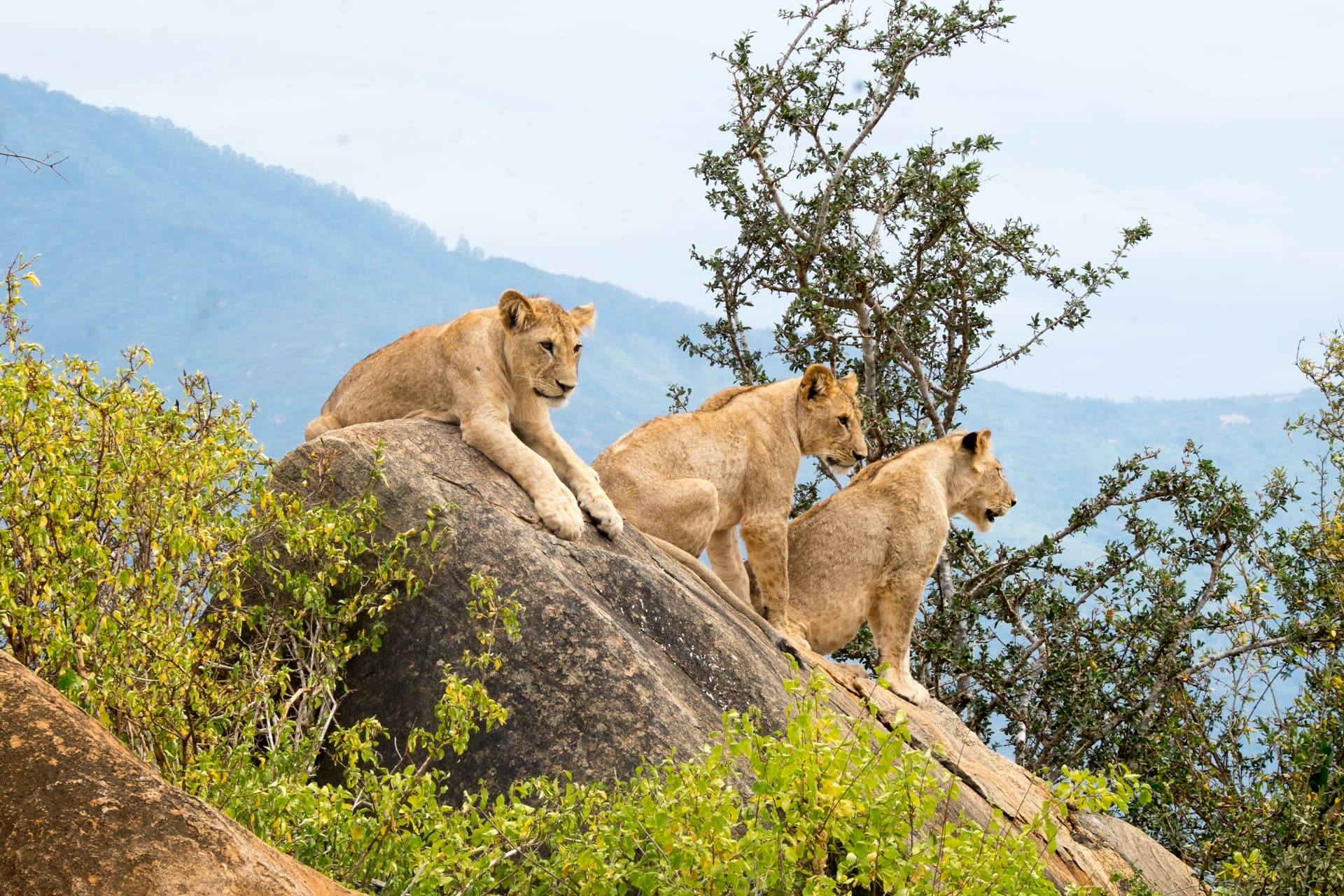 Wildlife Photography Tips for Safari