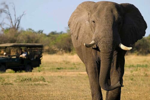 Protected elephants thriving at Murchison Falls