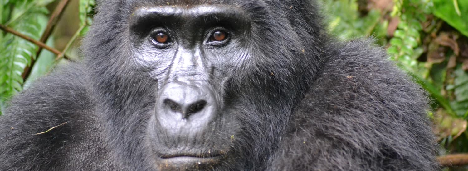 Bwindi Gorilla Encounter
