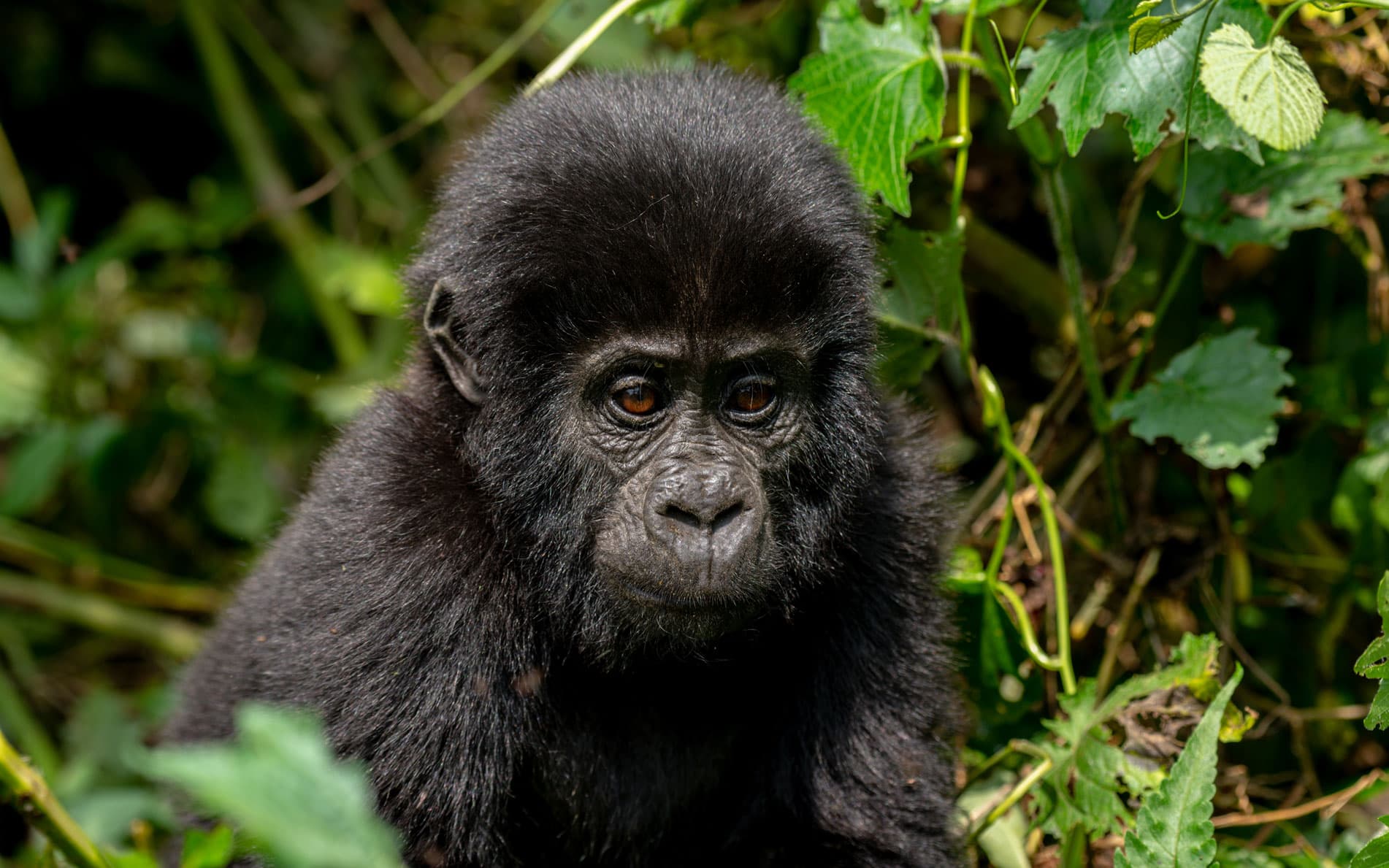 The Ultimate Guide to Mountain Gorilla Trekking