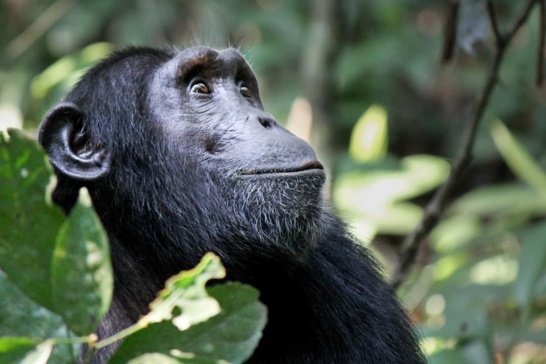 Kibale Chimp Experience