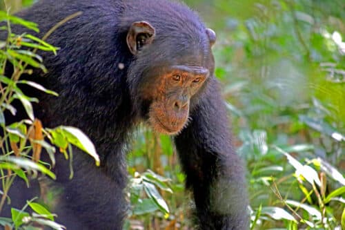 Volcanoes National Park Luxury