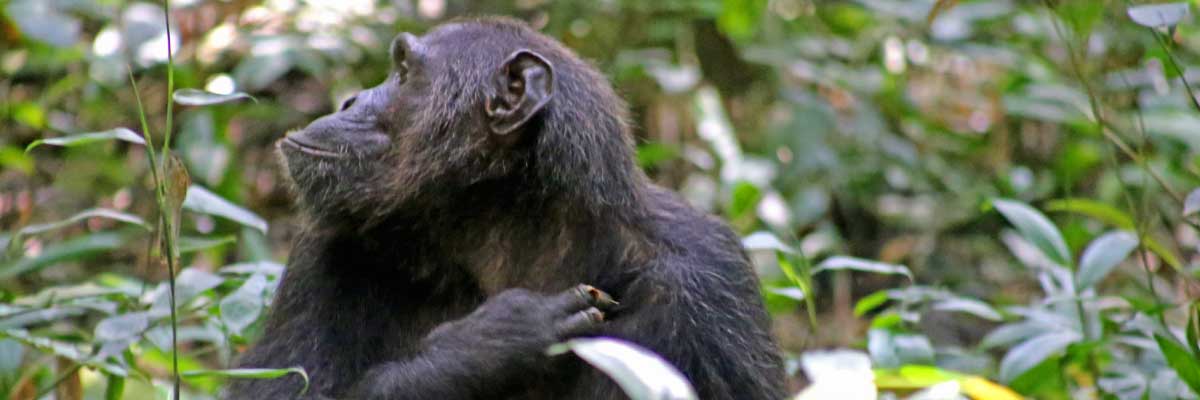 Kibale Chimp Experience
