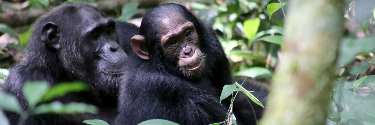 Uganda Chimpanzee & Gorilla Trekking Safari