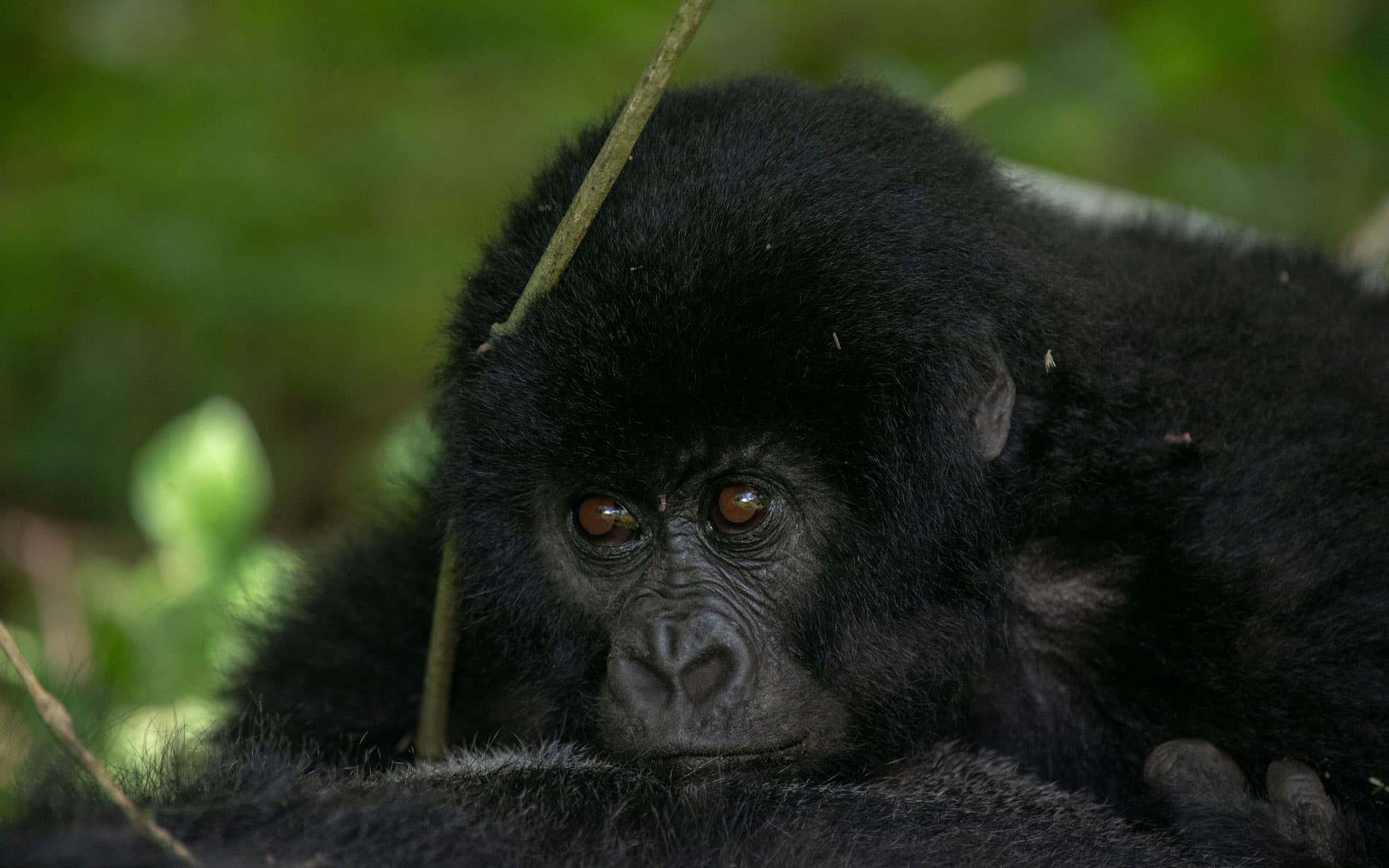 5 Days Gorilla Trekking & Mgahinga Volcano Climbing