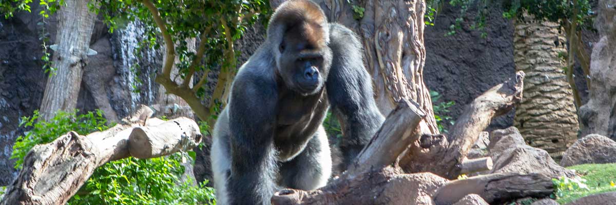 5 Days Gorilla Trekking & Mgahinga Volcano Climbing — photo 2