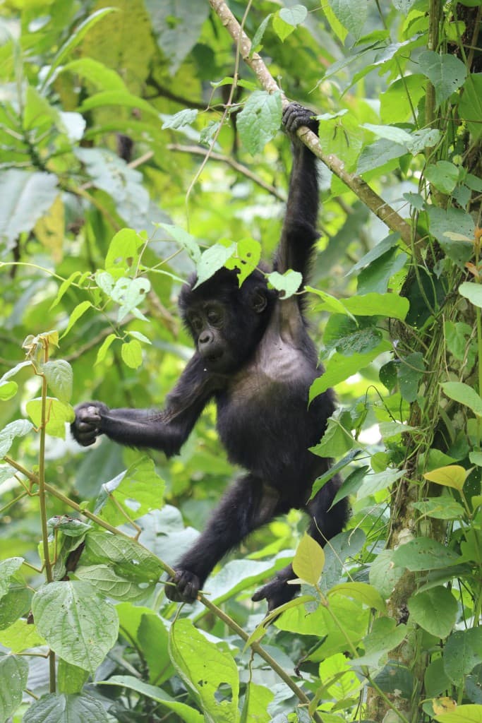 Gorilla Trekking in Rwanda Luxury — photo 4